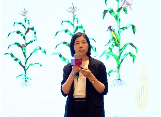 7年中国验证,玉米田″五边形战士″拜耳种衣剂欧古德®全球上市
