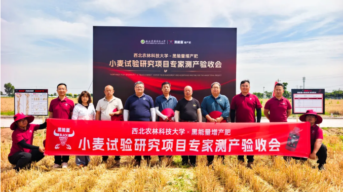增产10.6%!西北农林科技大学&黑能量增产肥小麦试验研究项目专家测产验收会!