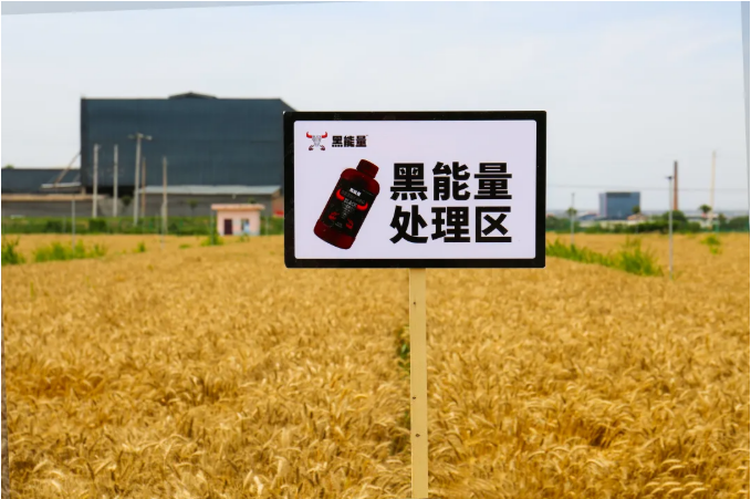 增产10.6%!西北农林科技大学&黑能量增产肥小麦试验研究项目专家测产验收会!