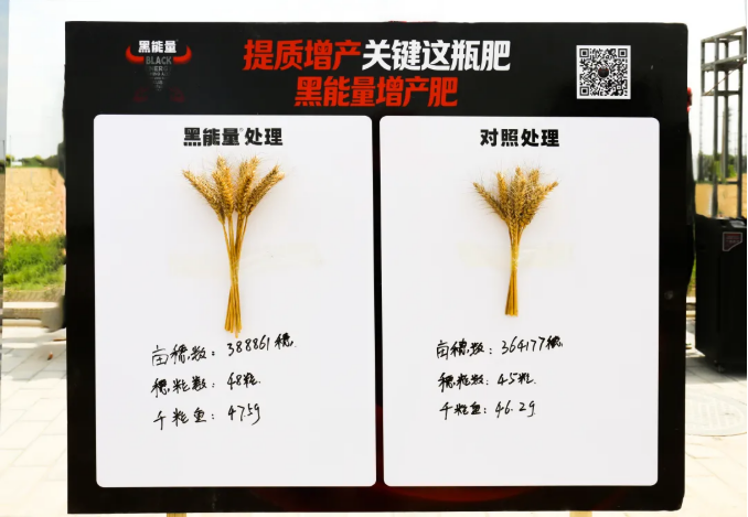 增产10.6%!西北农林科技大学&黑能量增产肥小麦试验研究项目专家测产验收会!
