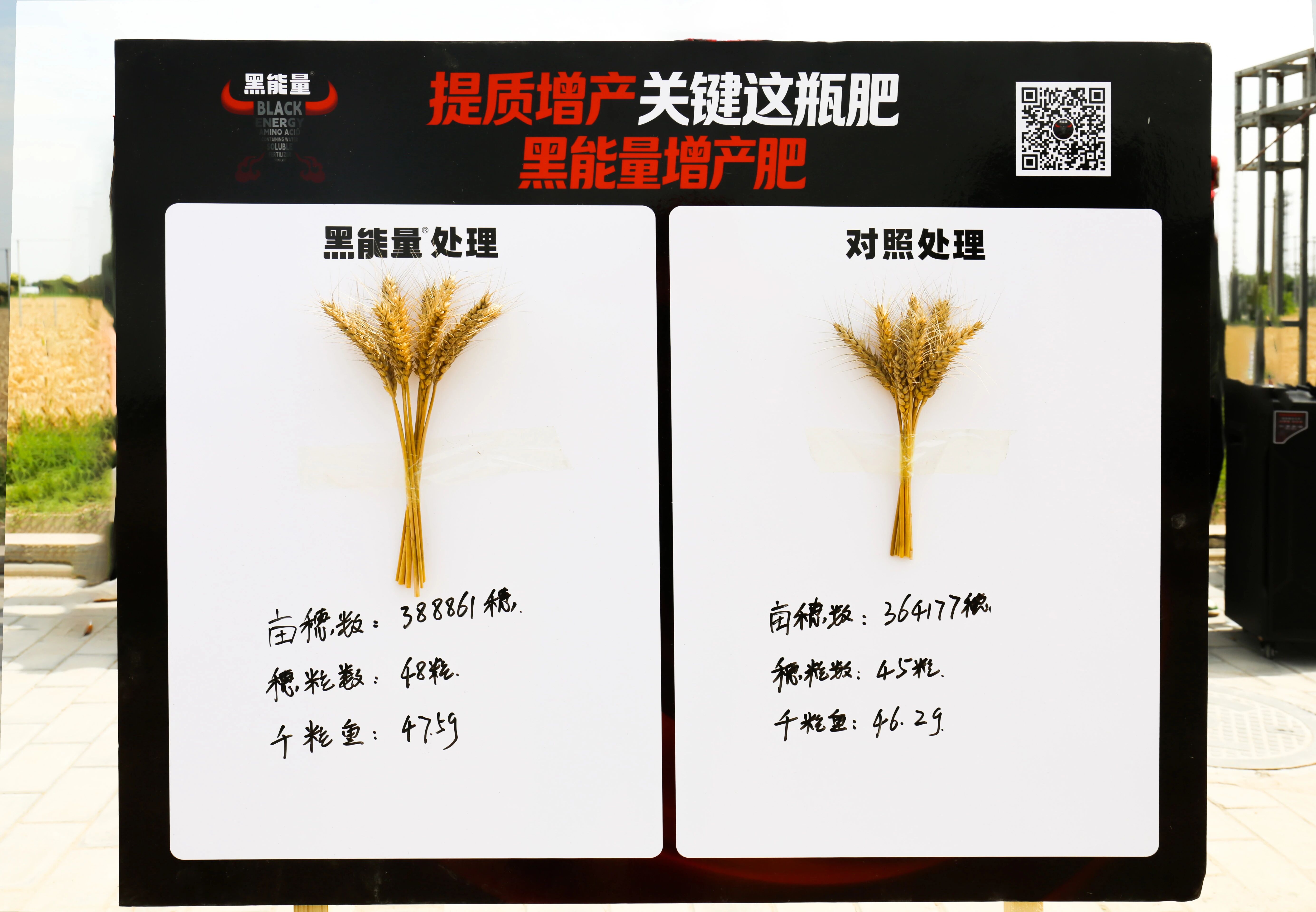 增产10.6%!西北农林科技大学&黑能量合作项目取得新进展