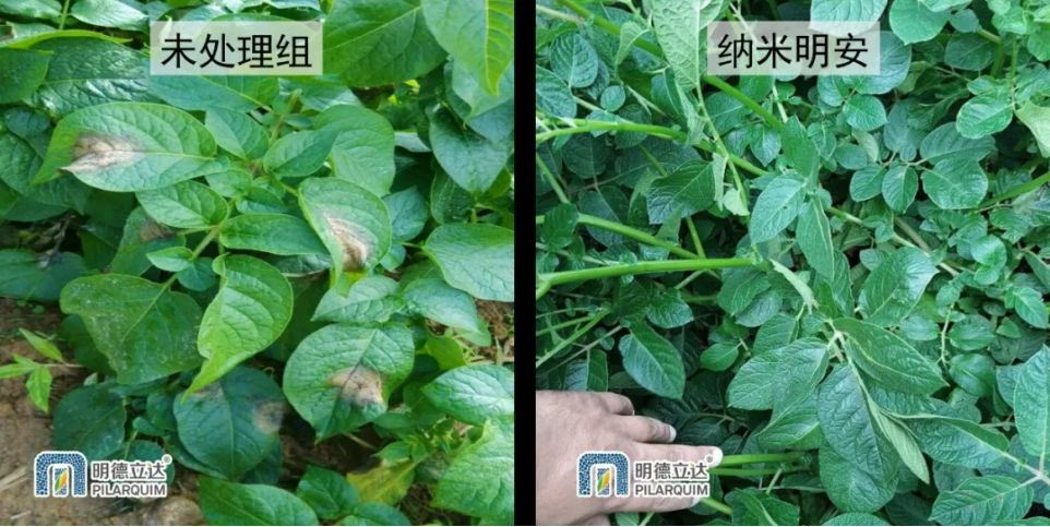 明德立达纳米杀菌剂——纳米明安®在厄瓜多尔上市,高效防控马铃薯晚疫病