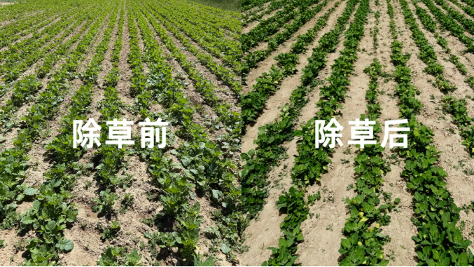 纬尔科技将智能对行除草技术引入高原藜麦种植场景