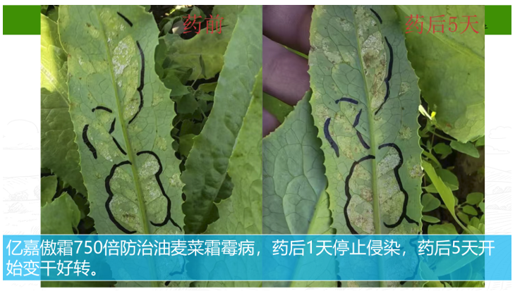 雨季卵菌病害连年爆发，千万亩作物减产难题该如何破解？