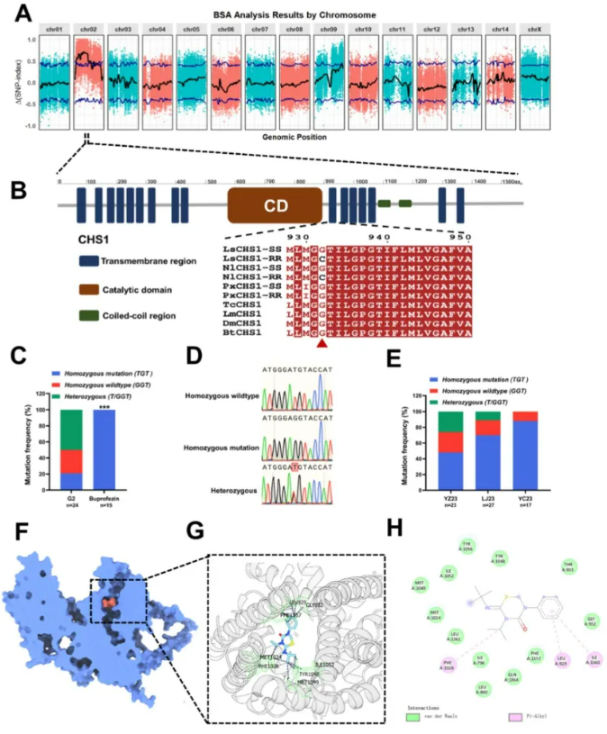 灰飞虱对噻嗪酮的高抗性机制获突破性解析——″靶标突变+代谢增强″双重驱动