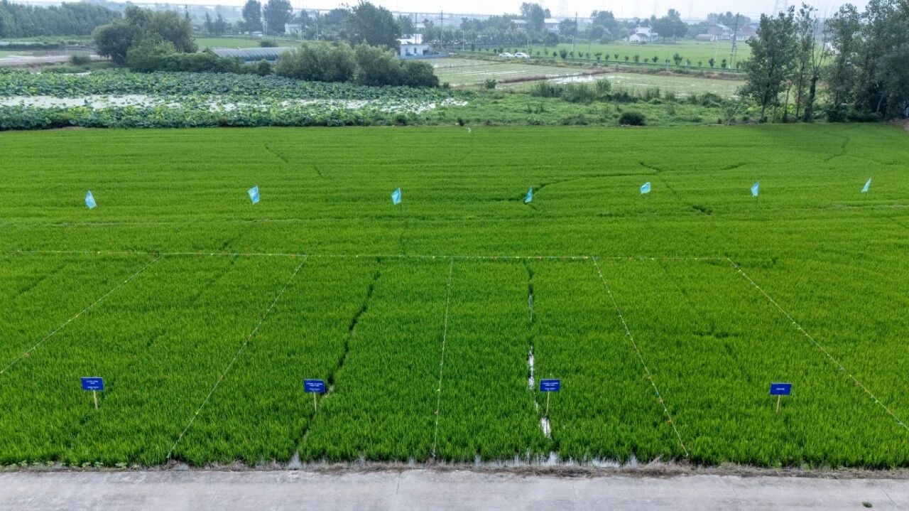 清原四大专利化合物防效突出,稻田除草方案获专家高度认可