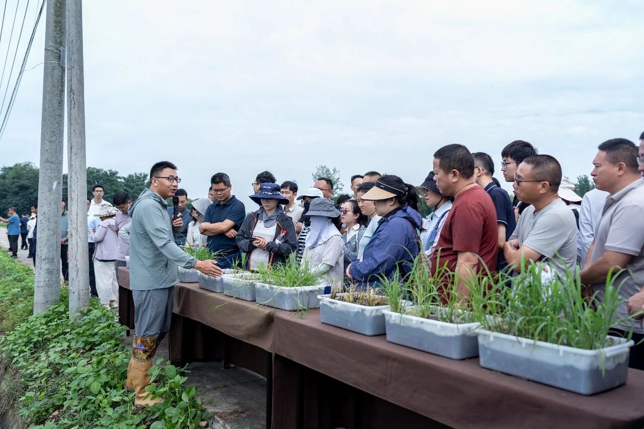 清原四大专利化合物防效突出,稻田除草方案获专家高度认可