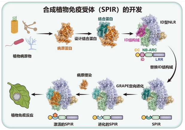 高彩霞团队提出″可编程植物合成免疫″新理念,实现植物免疫受体按需设计