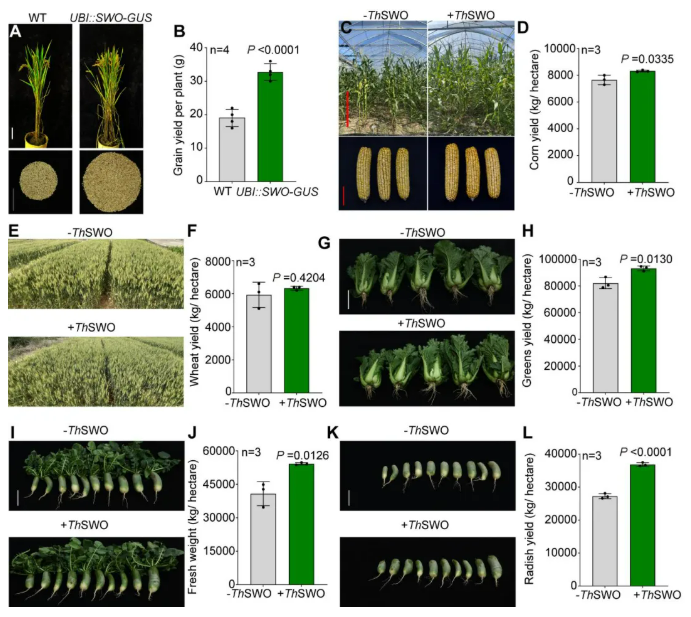 南农大沈其荣院士团队揭开木霉菌促生密码，开辟微生物肥料分子靶点新路径