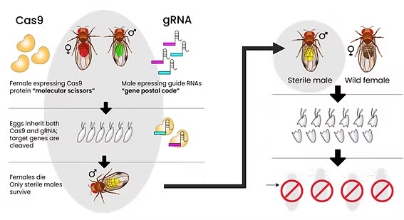 Agragene"借道"Pairwise Fulcrum®平台，pgSIT不育昆虫技术再获CRISPR"引擎"