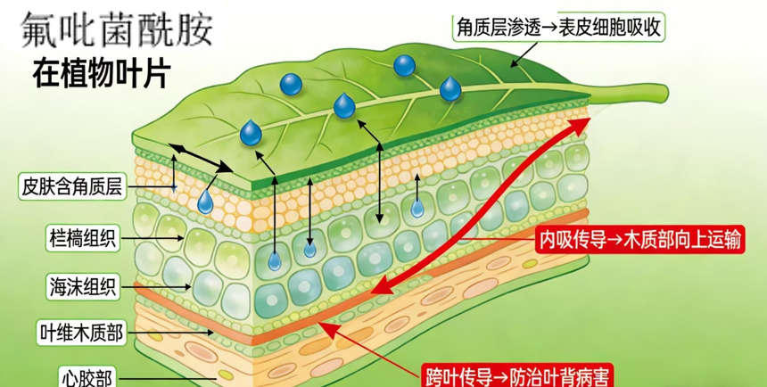 明德立达战略杀菌剂全新上市