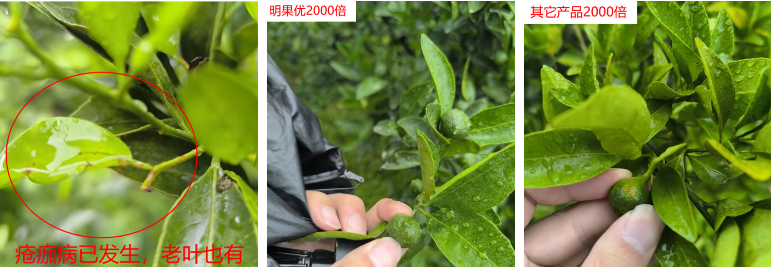 明德立达战略杀菌剂全新上市