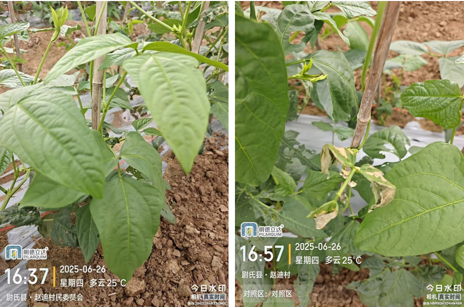 明德立达战略杀菌剂全新上市