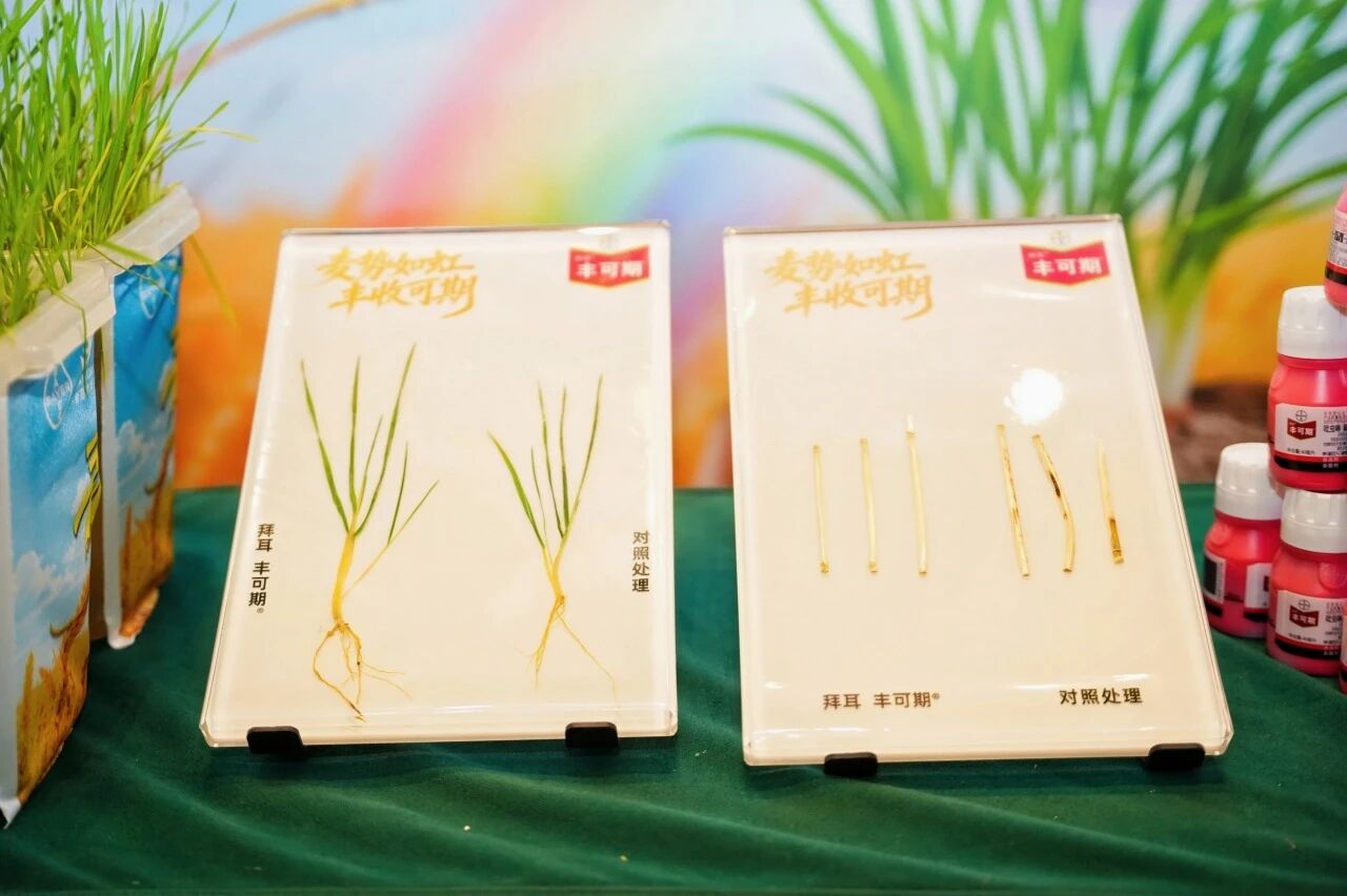 拜耳种衣剂新品重磅上市