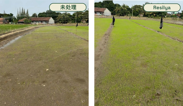 聚焦新分子Pterica®:Agrobiomics 推出全新种子处理生物刺激剂Resilya®