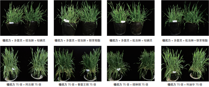 一场关于″信号″的农业革命——TBIO植优力十年功能肽研究与植物分子调控探索