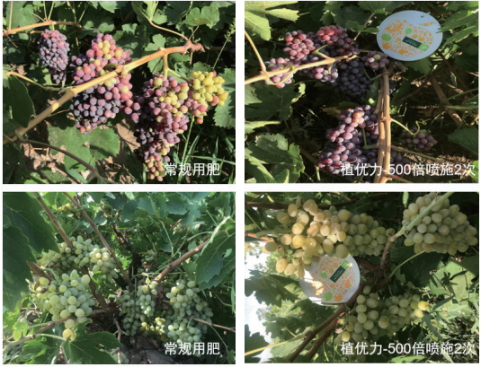一场关于″信号″的农业革命——TBIO植优力十年功能肽研究与植物分子调控探索