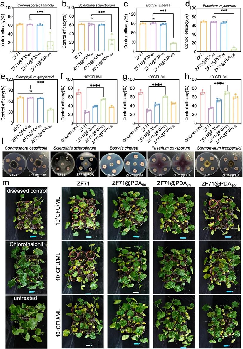 640 (2).jpg 给生防菌(枯草芽孢杆菌ZF71)穿上″纳米盔甲″,黄瓜霜霉病防效接近百菌清