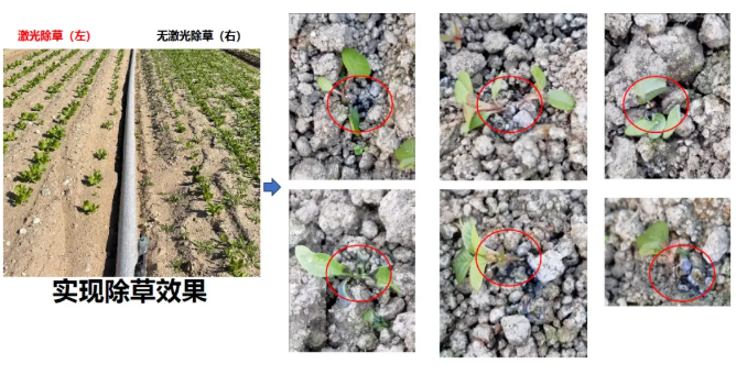 上海韬滕科技推出激光除草机器人，瞄准有机蔬菜、中草药等高价值场景