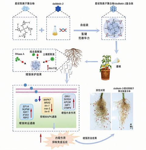 中国农业科学院开辟RNA干扰技术防控根结线虫新路径