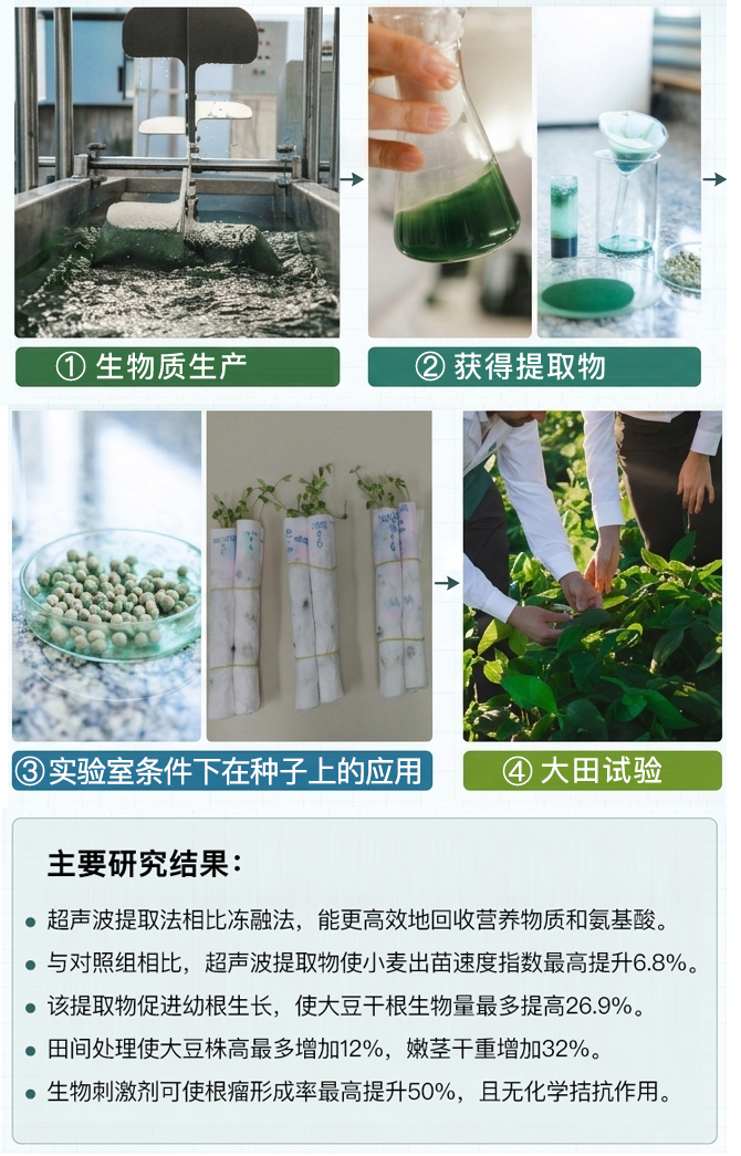 钝顶螺旋藻作为生物刺激剂用于作物种子处理的研究与产品开发潜力