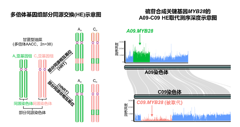 中国农科院油料所创制抗病与优质协同改良的油菜新种质