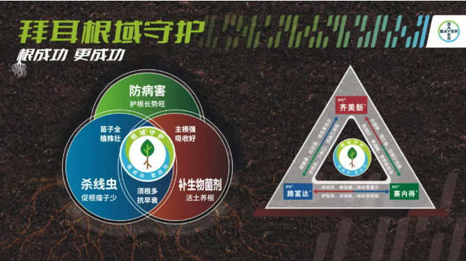 拜耳"四大天王"入局海南槟榔:300万亩"致富树"黄化病困局迎系统解法