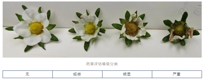 AgroSpred™ 115,新一代高安全性、环保型蓟马增效助剂