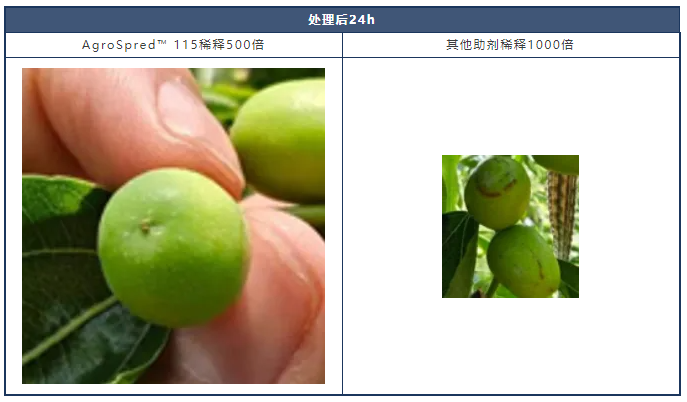 AgroSpred™ 115,新一代高安全性、环保型蓟马增效助剂