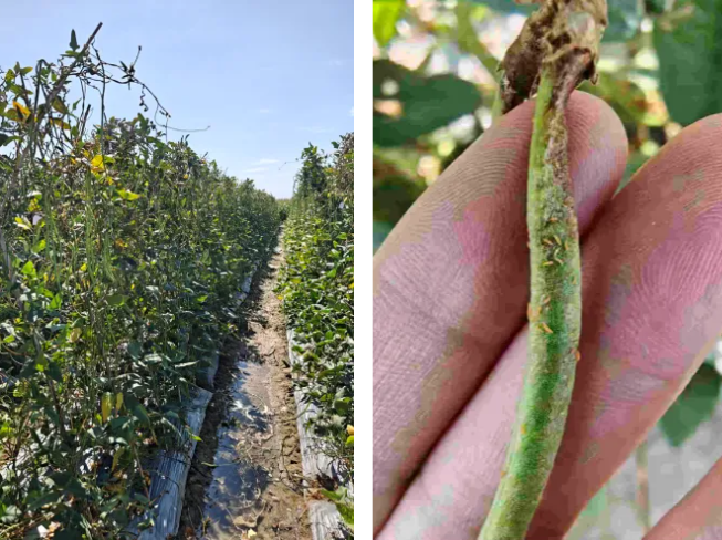 AgroSpred™ 115,新一代高安全性、环保型蓟马增效助剂