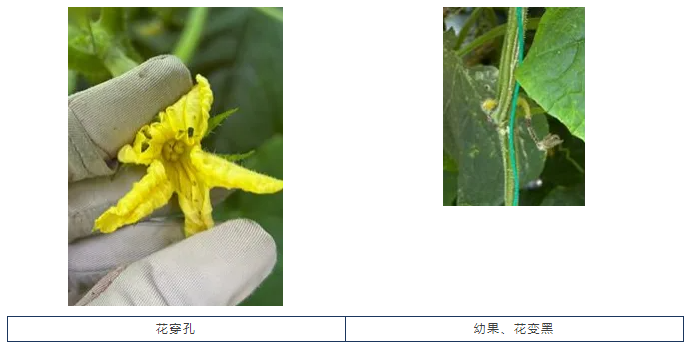 AgroSpred™ 115,新一代高安全性、环保型蓟马增效助剂