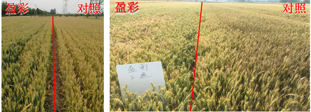 吡唑醚菌酯不止防病治病,康乔盈彩®功能全解析
