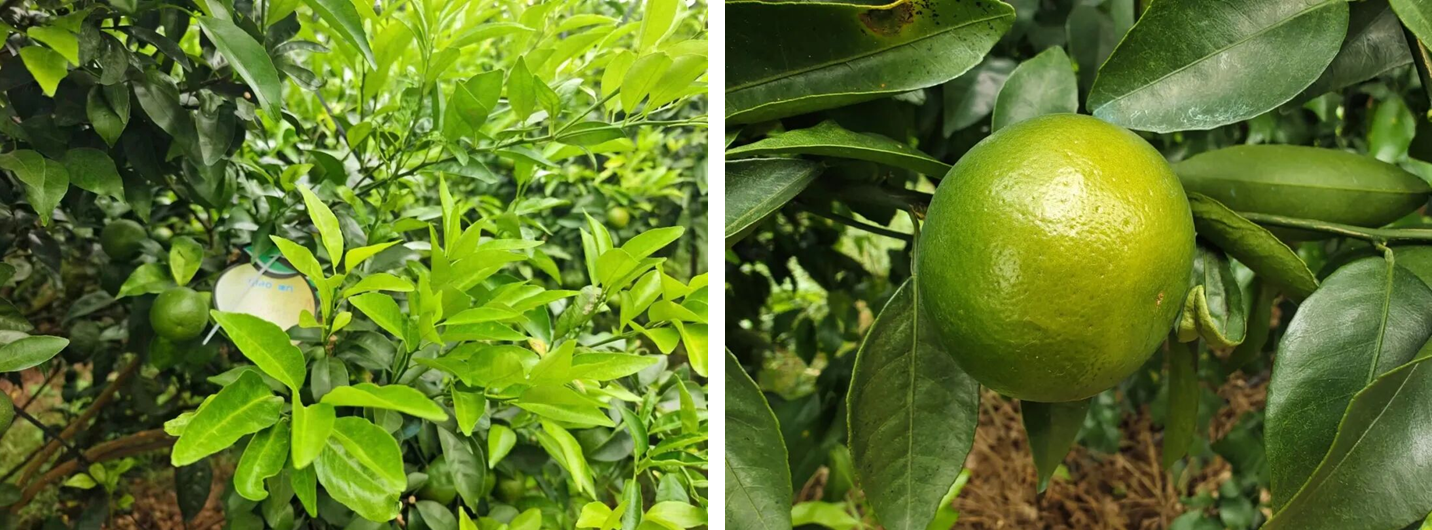 吡唑醚菌酯不止防病治病,康乔盈彩®功能全解析