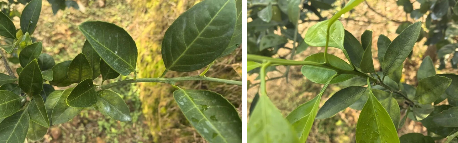 吡唑醚菌酯不止防病治病,康乔盈彩®功能全解析