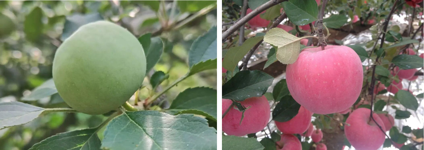 吡唑醚菌酯不止防病治病,康乔盈彩®功能全解析