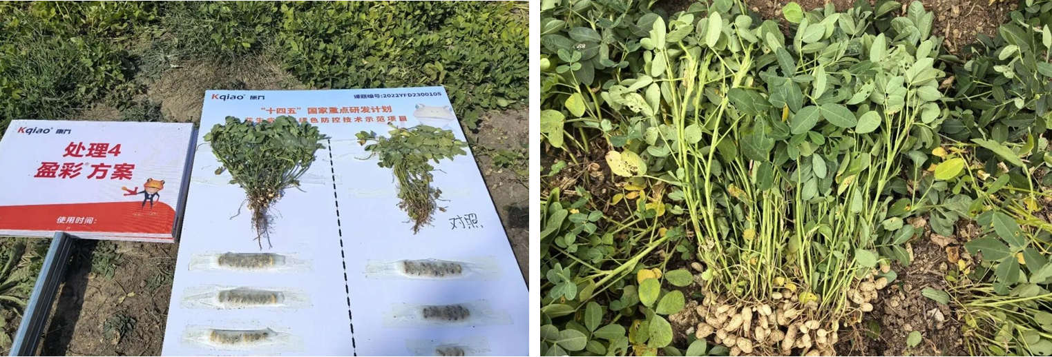 吡唑醚菌酯不止防病治病,康乔盈彩®功能全解析