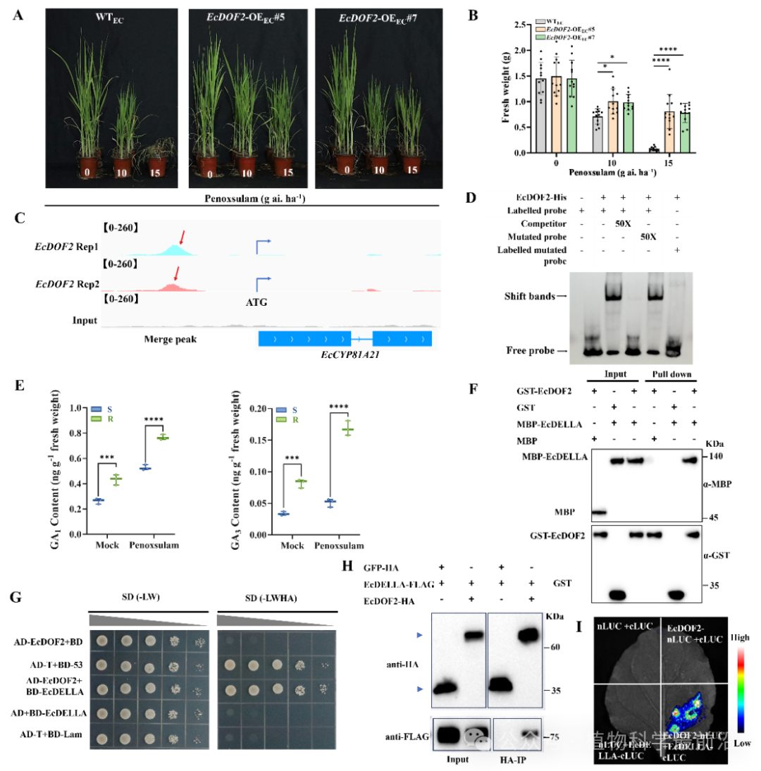 640_wx_fmt=png&from=appmsg&watermark=1&tp=webp&wxfrom=5&wx_lazy=1.png 破译非靶标抗性″黑匣子″:柏连阳院士团队发现调控稗草和水稻解毒代谢的核心转录因子DOF2