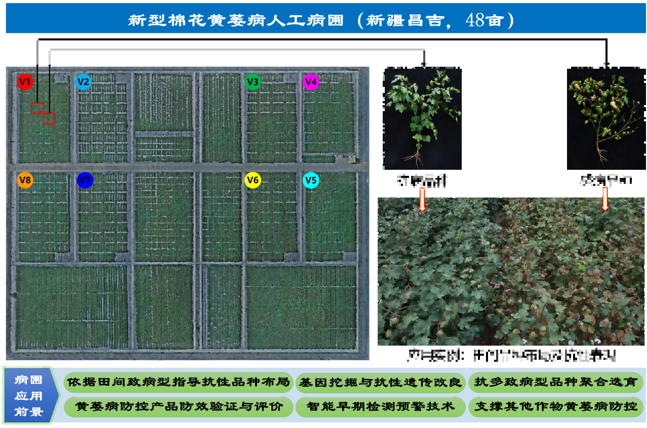24c271ece7954ecd99503dd4b16c7c65(1).png 中国建成全球最大、类型最全的棉花黄萎病精准鉴定病圃