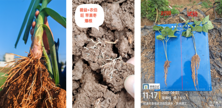 11年精心布局,明德立达在根际施药板块下了一盘大棋