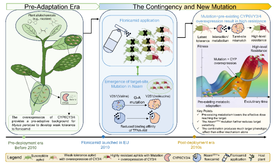 新型杀虫剂为何也会迅速遭遇抗性?桃蚜对氟啶虫酰胺抗性演化机制
