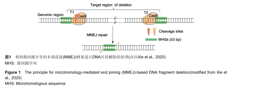 突破！艾迪晶生物 ″ MMEJ 微同源技术″ 实现水稻 408kb 染色体大片段靶向删除