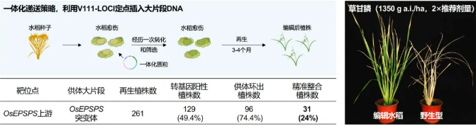 齐禾生科开发V111-LOCI,提升大片段DNA与完整基因的精准插入能力