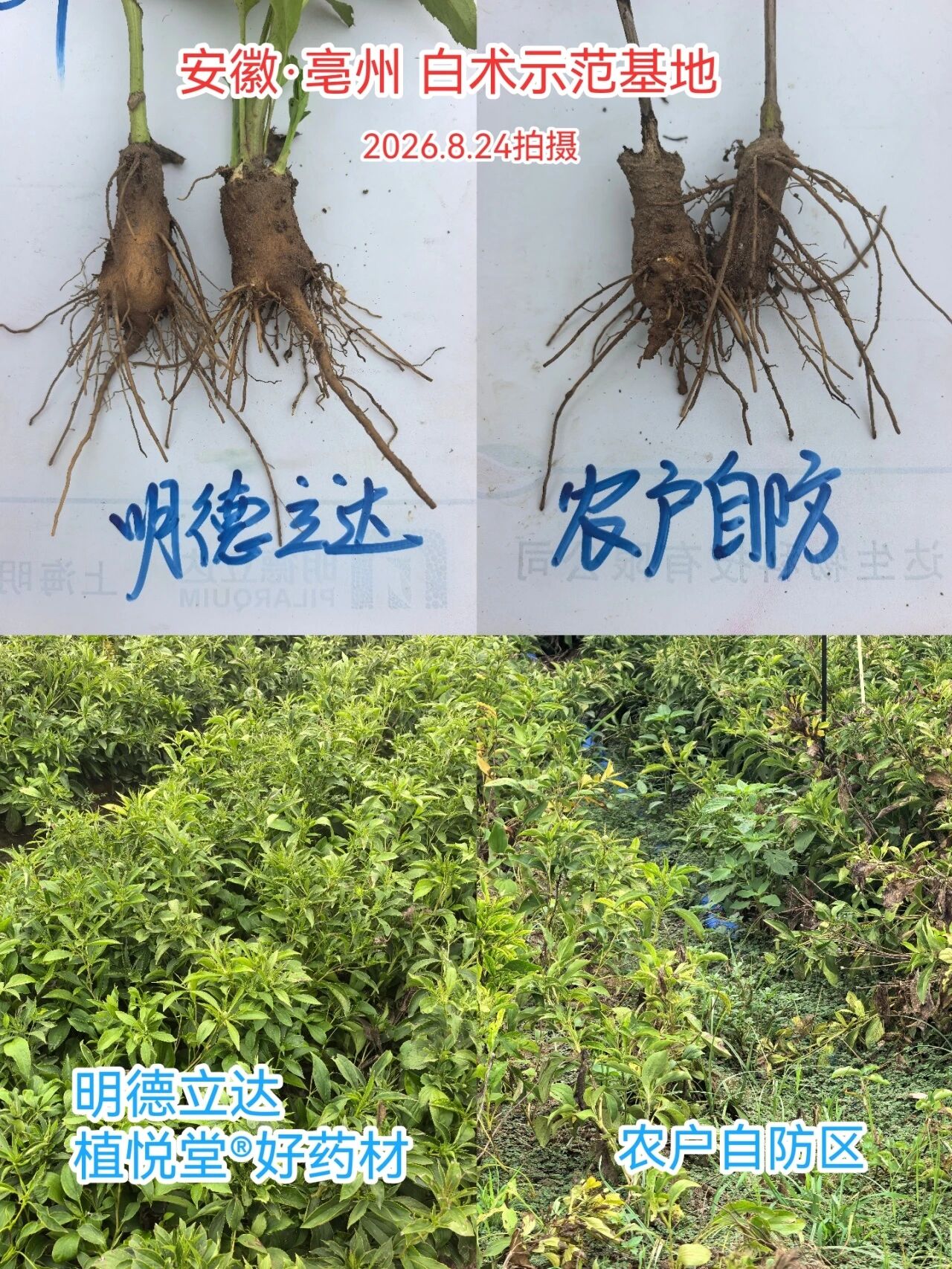五大核心产品率先登记,明德立达连续八年聚焦中药材健康种植
