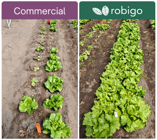 拜耳领投！Robigo以RNAi＋工程菌打造″田间生物工厂″，一次施用护全季
