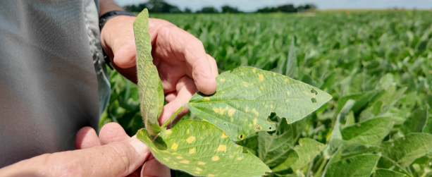 拜耳领投！Robigo以RNAi＋工程菌打造″田间生物工厂″，一次施用护全季