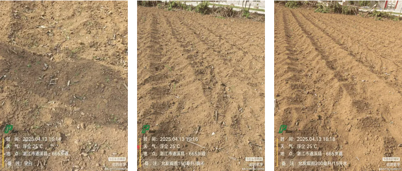 允发观图®（40%氨唑草酮·精异草ZC）为甘蔗田一年生杂草防除提供新选择