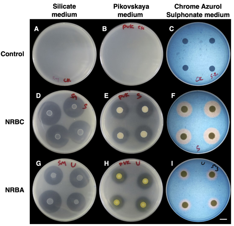 解硅细菌Burkholderia spp.促生与抑菌双重功能助力番茄抵抗镰刀菌枯萎病