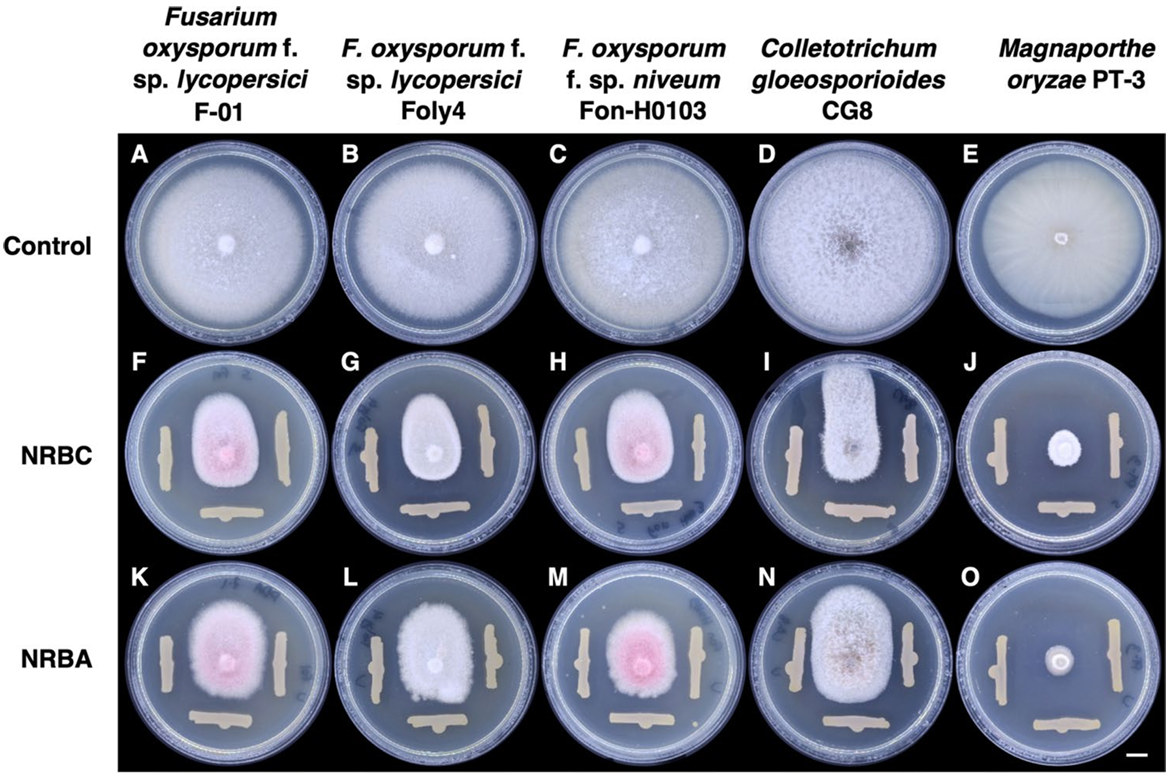 解硅细菌Burkholderia spp.促生与抑菌双重功能助力番茄抵抗镰刀菌枯萎病