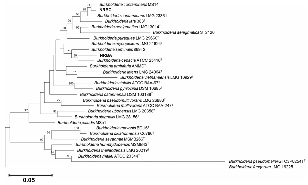 解硅细菌Burkholderia spp.促生与抑菌双重功能助力番茄抵抗镰刀菌枯萎病
