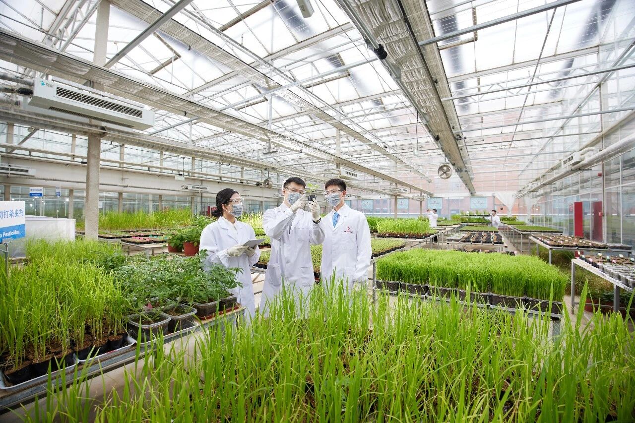 清原三款专利新品获批登记,非选择性除草剂矩阵再扩容